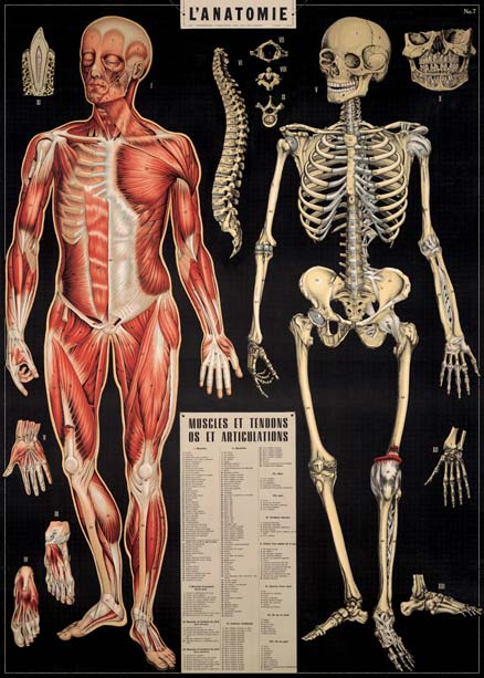 Goldfisch historische Poster Skelett Anatomie retro