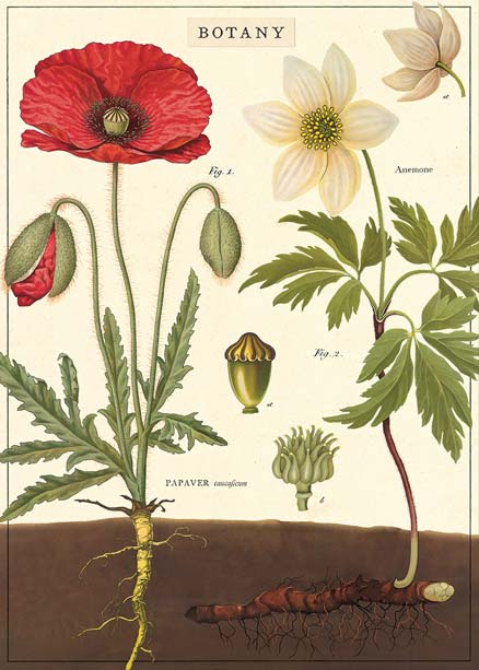 Goldfisch historische Poster botany Mohnblume papaver Anemone