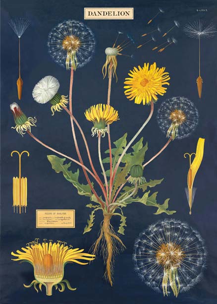 Goldfisch historische Poster Löwenzahn Pusteblume dandelion