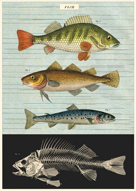 Goldfisch historische Poster Fisch fish