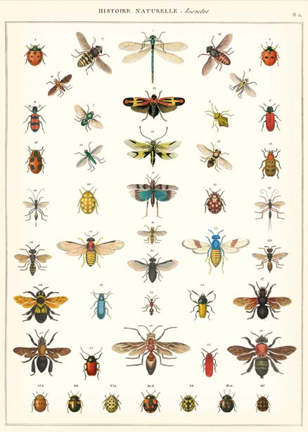 Goldfisch historische Poster Insekten insects