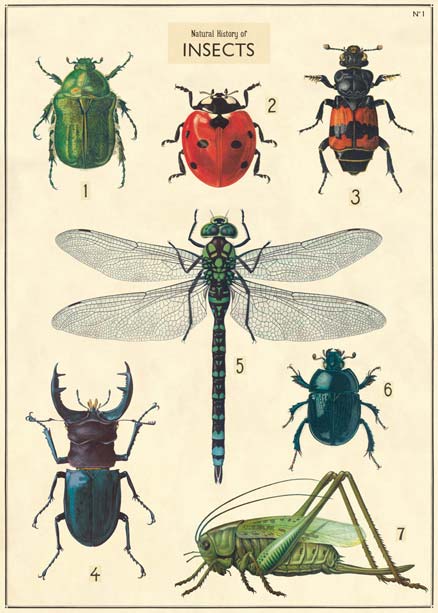 Goldfisch historische Poster Insekten insects