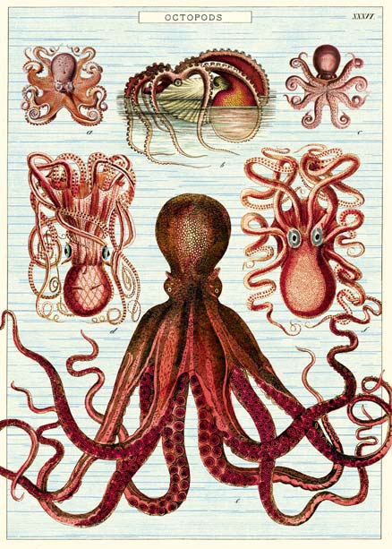 Goldfisch historische Poster octopus oktopus octopods