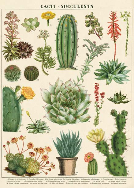 Goldfisch historische Poster cacti succulents kaktus kakteen