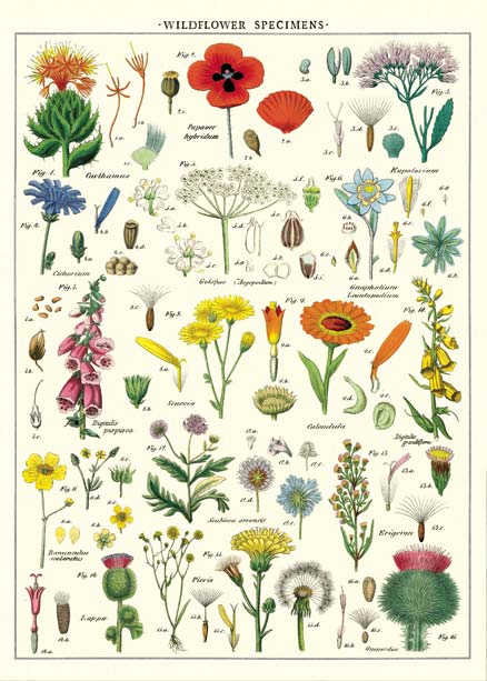 Goldfisch historische Poster wildflower Wildblumen