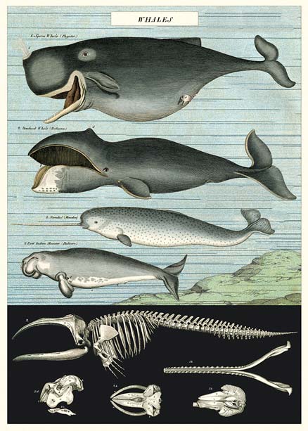 Goldfisch historische Poster Wal whales
